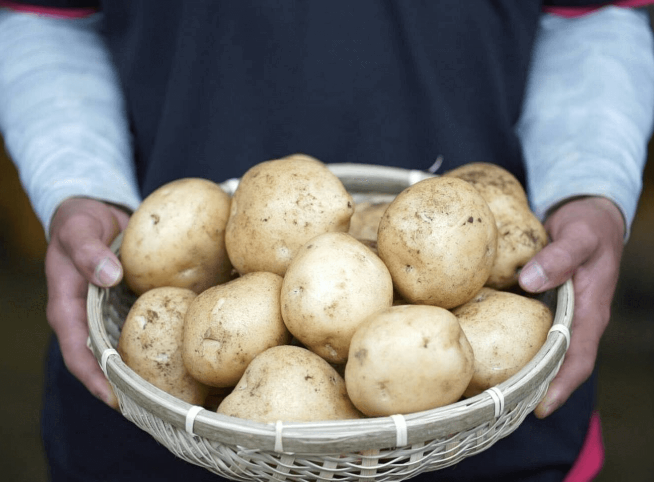 採れたてのじゃがいも「デジマ」の画像