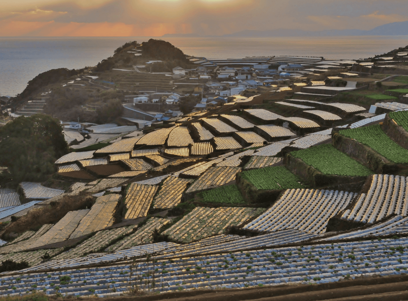 夕日を受けて輝く棚田の画像